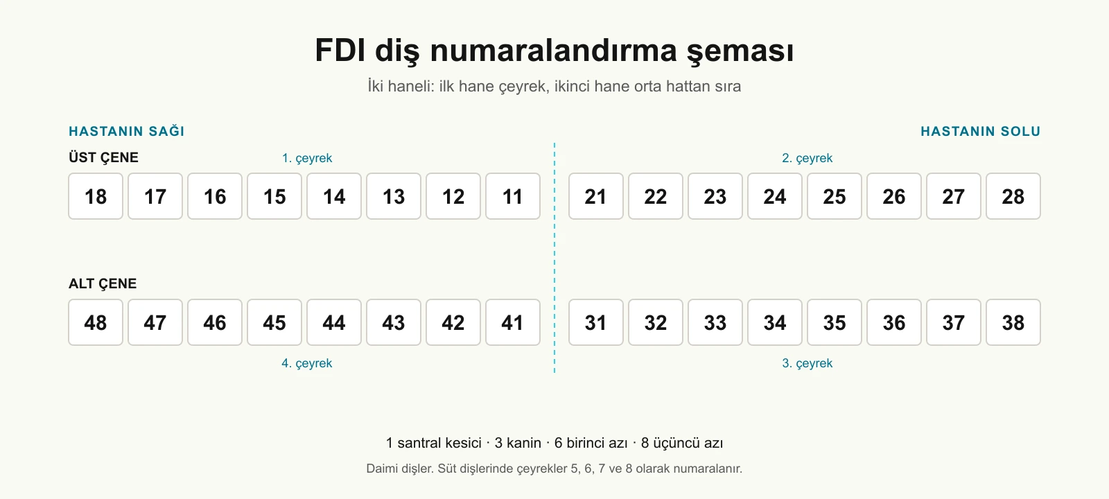 FDI şeması: üst ve alt çenede her dişin iki haneli numarası, çeyrekler işaretli